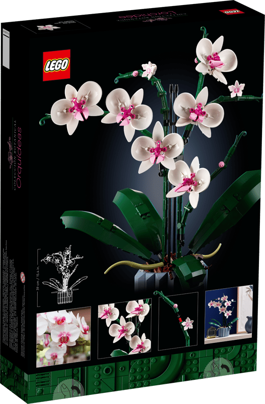 Orchidee - 7