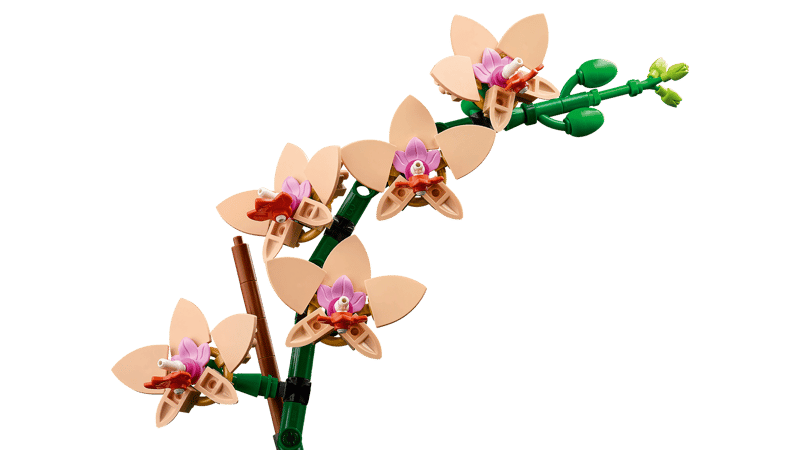Miniorchidee - 3