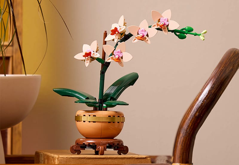 Miniorchidee - 9