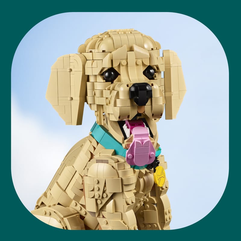 Golden retriever puppy - 10