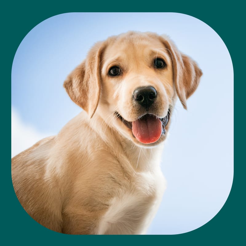 Golden retriever puppy - 11