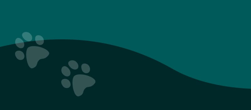 Golden retriever puppy - 13