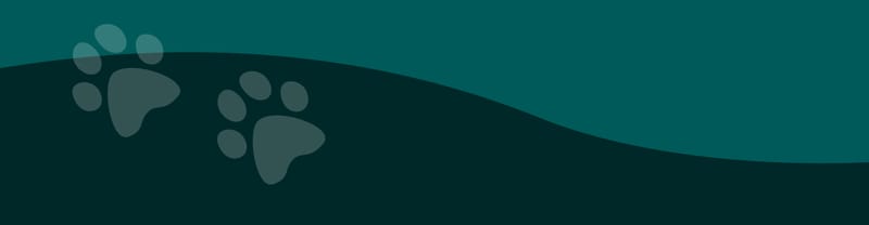 Golden retriever puppy - 14