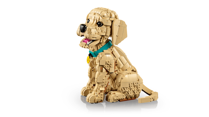 Golden retriever puppy - 4