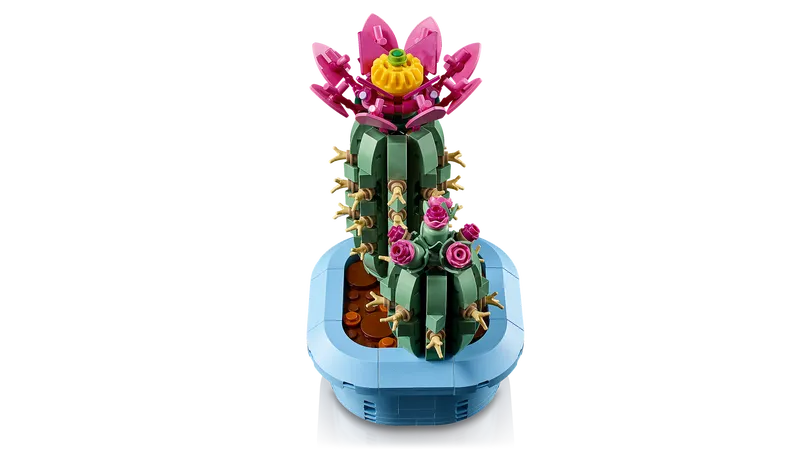 Bloeiende cactus - 4