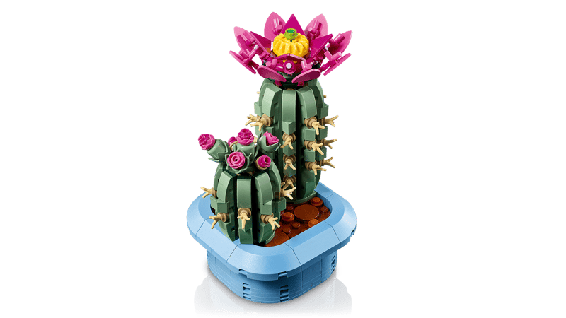 Bloeiende cactus - 5